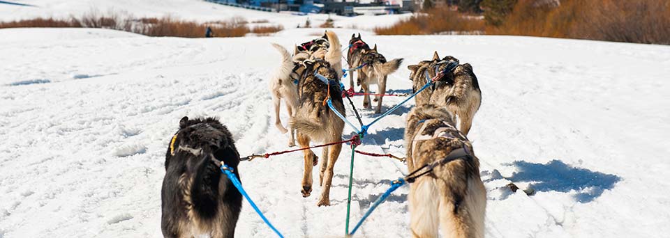 Dog sledding and sleigh rides insurance